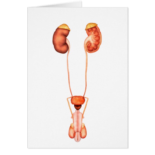 Anatomie van het humane mannelijke urinestelsel, v (Voorkant)