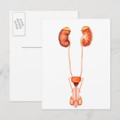 Anatomie van het humane mannelijke urinestelsel, v briefkaart (Voorkant / Achterkant)
