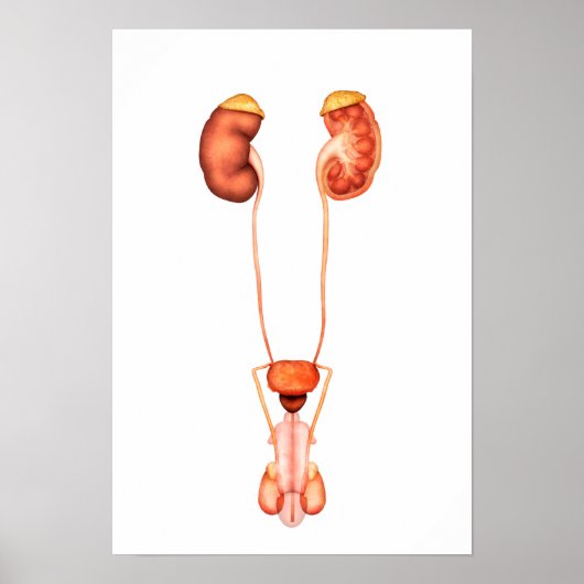 Anatomie van het humane mannelijke urinestelsel, v poster (Voorkant)