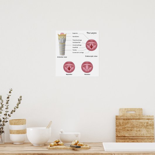 Anatomie van het larynxPoster Poster (Keuken)