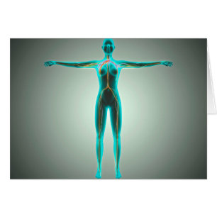 Anatomie van het lichaam van het Vrouw met aders e