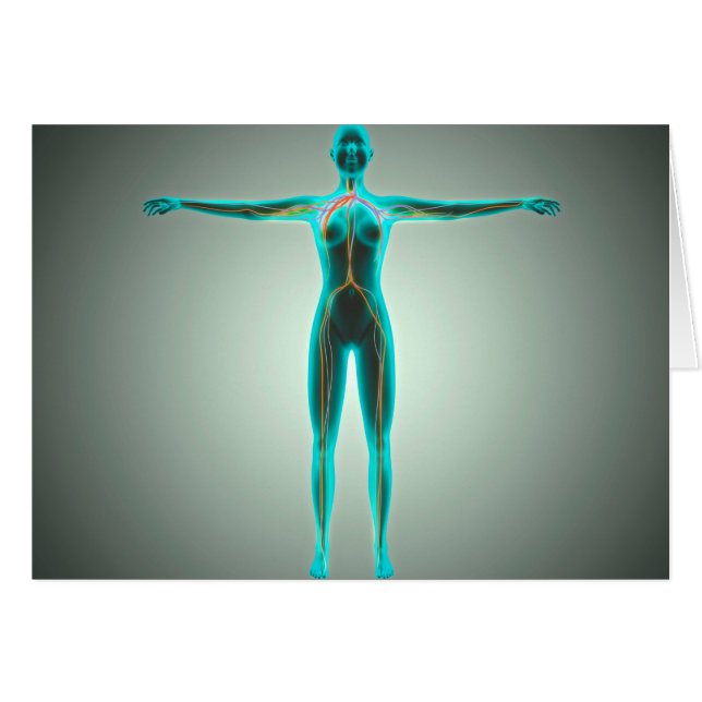 Anatomie van het lichaam van het Vrouw met aders e (Voorkant Horizontaal)