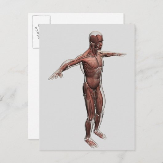 Anatomie van het mannelijke spierstelsel, zij Uitz Briefkaart (Voorkant / Achterkant)
