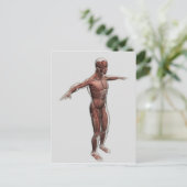 Anatomie van het mannelijke spierstelsel, zij Uitz Briefkaart (Staand voorkant)