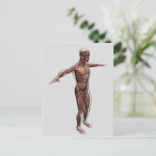 Anatomie van het mannelijke spierstelsel, zij Uitz Briefkaart (Staand voorkant)