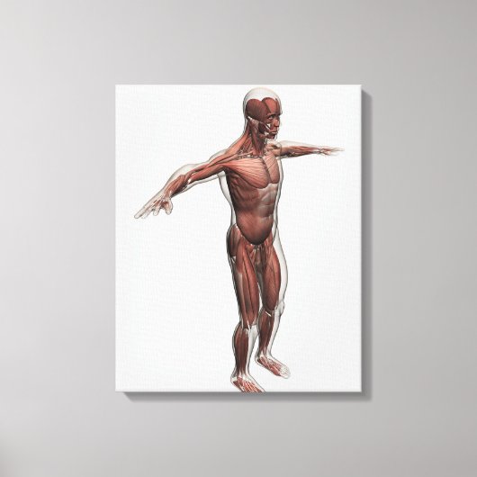 Anatomie van het mannelijke spierstelsel, zij Uitz Canvas Afdruk (Voorkant)