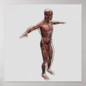 Anatomie van het mannelijke spierstelsel, zij Uitz Poster (Voorkant)