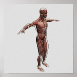 Anatomie van het mannelijke spierstelsel, zij Uitz Poster