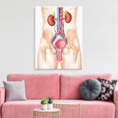 Anatomie van het mannelijke urinestelsel canvas afdruk (Insitu (Woonkamer))