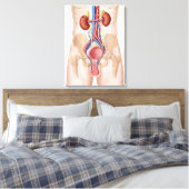 Anatomie van het mannelijke urinestelsel canvas afdruk (Insitu (Slaapkamer))