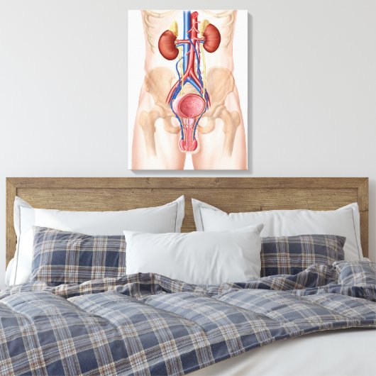 Anatomie van het mannelijke urinestelsel canvas afdruk (Insitu (Slaapkamer))