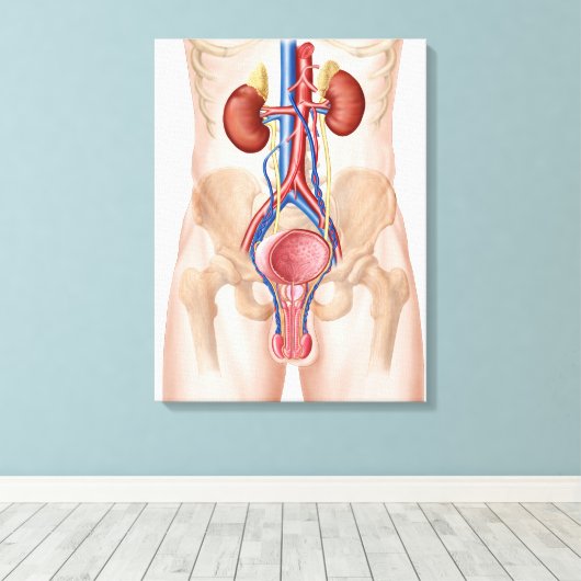 Anatomie van het mannelijke urinestelsel canvas afdruk (Insitu (Houten vloer))