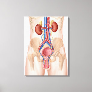 Anatomie van het mannelijke urinestelsel canvas afdruk