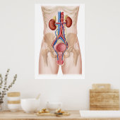 Anatomie van het mannelijke urinestelsel poster (Keuken)