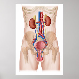 Anatomie van het mannelijke urinestelsel poster