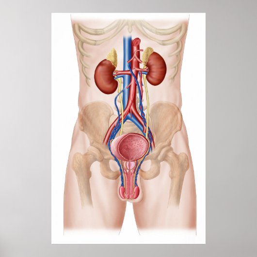 Anatomie van het mannelijke urinestelsel poster (Voorkant)