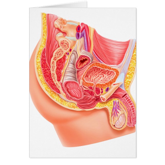 Anatomie van het mannelijke voortplantingssysteem (Voorkant)