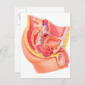 Anatomie van het mannelijke voortplantingssysteem briefkaart (Voorkant / Achterkant)