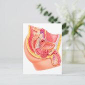 Anatomie van het mannelijke voortplantingssysteem briefkaart (Staand voorkant)