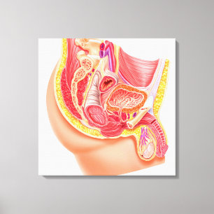 Anatomie van het mannelijke voortplantingssysteem canvas afdruk