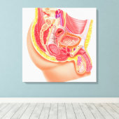 Anatomie van het mannelijke voortplantingssysteem canvas afdruk (Insitu (Houten vloer))