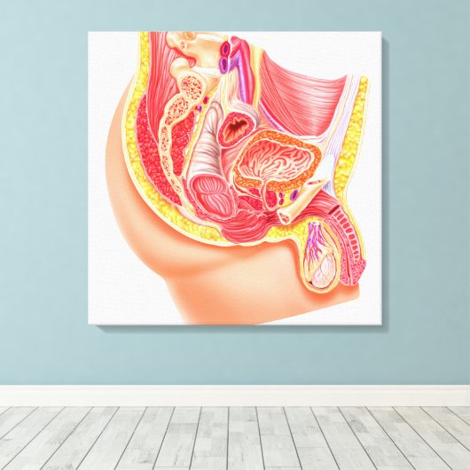 Anatomie van het mannelijke voortplantingssysteem canvas afdruk (Insitu (Houten vloer))