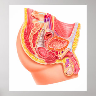 Anatomie van het mannelijke voortplantingssysteem poster