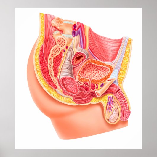 Anatomie van het mannelijke voortplantingssysteem poster (Voorkant)
