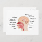 Anatomie van het menselijk brein en geluid feestdagenkaart (Voorkant / Achterkant)