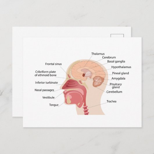Anatomie van het menselijk brein en geluid feestdagenkaart (Voorkant / Achterkant)