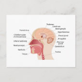 Anatomie van het menselijk brein en geluid feestdagenkaart (Voorkant)