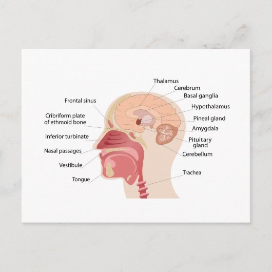 Anatomie van het menselijk brein en geluid feestdagenkaart (Voorkant)