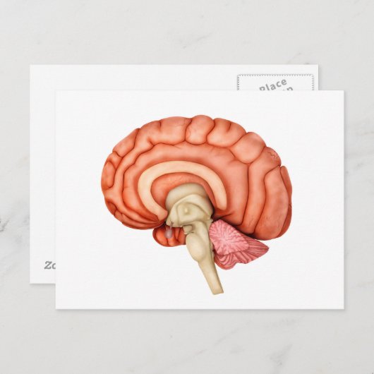 Anatomie van het menselijk brein, zijdelings Uitzi Briefkaart (Voorkant / Achterkant)
