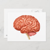 Anatomie van het menselijk brein, zijdelings Uitzi Briefkaart (Voorkant / Achterkant)