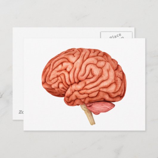 Anatomie van het menselijk brein, zijdelings Uitzi Briefkaart (Voorkant / Achterkant)
