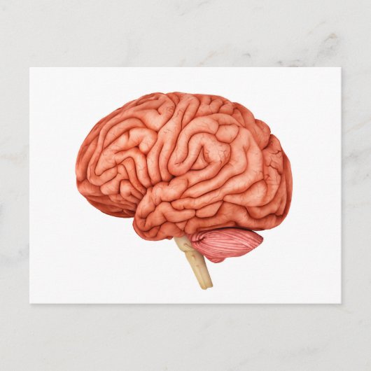 Anatomie van het menselijk brein, zijdelings Uitzi Briefkaart (Voorkant)