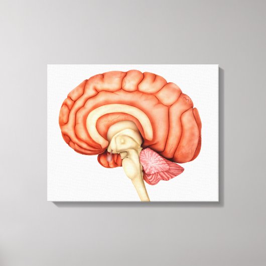 Anatomie van het menselijk brein, zijdelings Uitzi Canvas Afdruk (Voorkant)