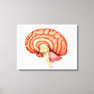 Anatomie van het menselijk brein, zijdelings Uitzi Canvas Afdruk