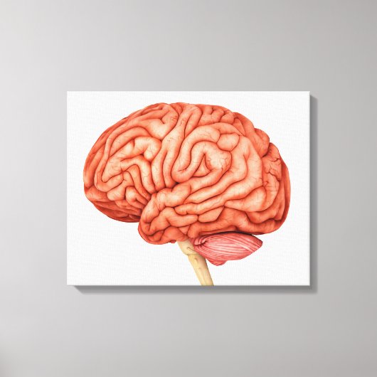 Anatomie van het menselijk brein, zijdelings Uitzi Canvas Afdruk (Voorkant)