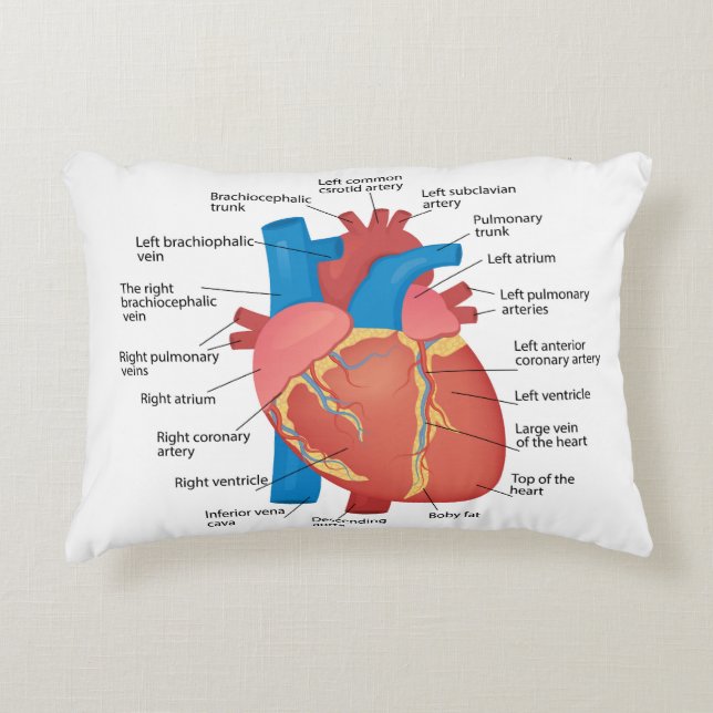 Anatomie van het menselijk hart accent kussen (Voorkant)