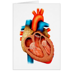 Anatomie van het menselijk hart, dwarsdoorsnede