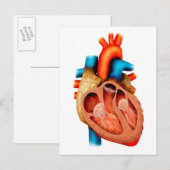 Anatomie van het menselijk hart, dwarsdoorsnede briefkaart (Voorkant / Achterkant)