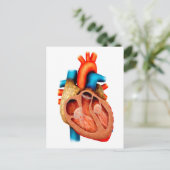 Anatomie van het menselijk hart, dwarsdoorsnede briefkaart (Staand voorkant)