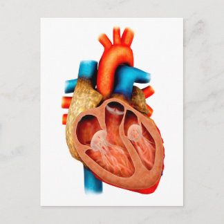 Anatomie van het menselijk hart, dwarsdoorsnede briefkaart