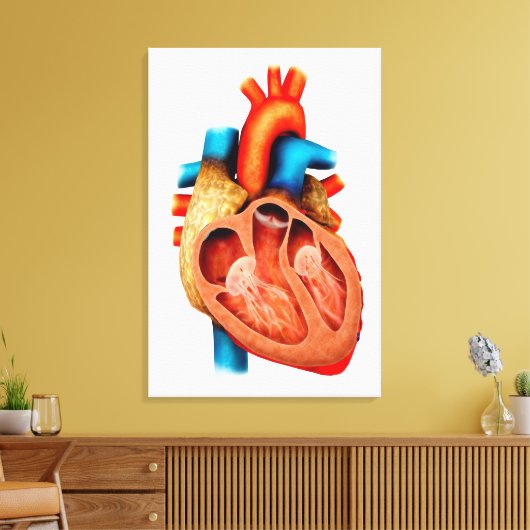 Anatomie van het menselijk hart, dwarsdoorsnede canvas afdruk (Insitu (Woonkamer))