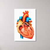 Anatomie van het menselijk hart, dwarsdoorsnede canvas afdruk (Voorkant)