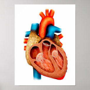 Anatomie van het menselijk hart, dwarsdoorsnede poster