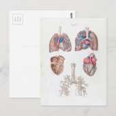 anatomie van het menselijk hart en de longen briefkaart (Voorkant / Achterkant)