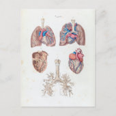anatomie van het menselijk hart en de longen briefkaart (Voorkant)
