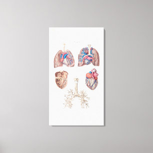 anatomie van het menselijk hart en de longen canvas afdruk